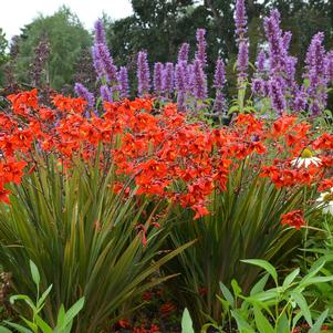 TWILIGHT FAIRY™ CRIMSON CROCOSMIA